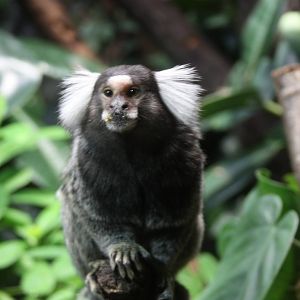 Common marmoset