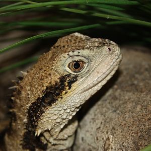 Australian water dragon