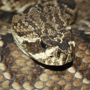 Eastern diamondback