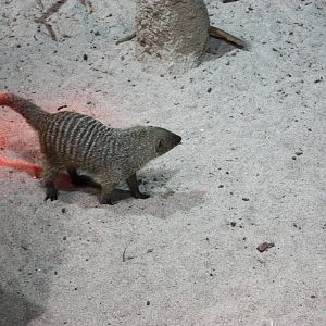 Banded Mongoose