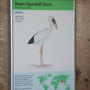 New Asian Openbill Sign