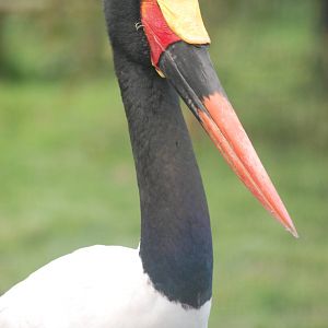Saddle-Billed Stork
