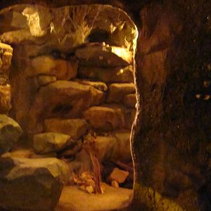 Naracoorte  Cave - Cave Racer exhibit