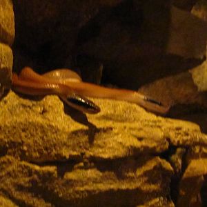 Naracoorte Cave - Cave Racers