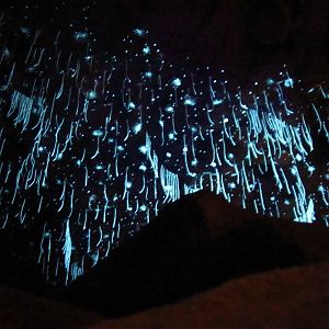 Naracoorte Cave - Glow-worms (artificial)