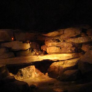 Naracoorte Cave - Giant River Toad exhibit