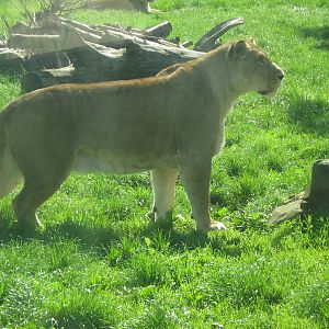 African Lionesses