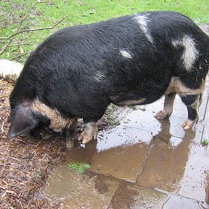 Rudolph The Male Kune Kune Pig.
