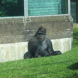 Bukavu The Male Western Lowland Gorilla
