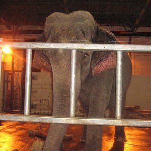 Indra The Female Asian Elephant.