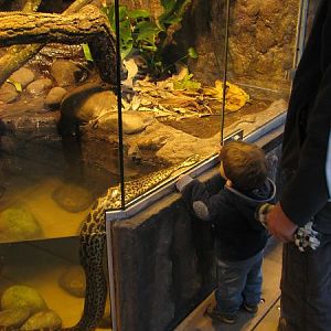 Tropical house Matamata