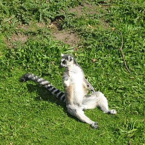 Ring Tailed Lemur.
