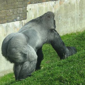 Bukavu The Male Western Lowland Gorilla