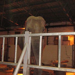 Marcella The Female Asian Elephant.