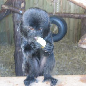 Goeldi's Marmoset