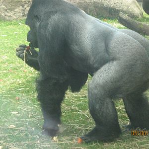Western Lowland Gorilla Male Bukavu.