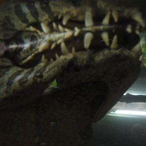 Yacare Caiman Jaws Of Death.