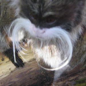 Emperor Tamarin Up Close.