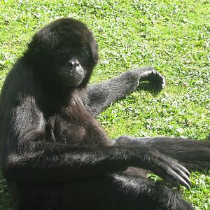 Black Handed Spider Monkey.