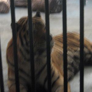 Zambar The Male Amur Tiger.