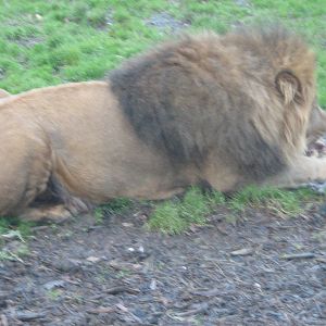 Wallace Male African Lion.