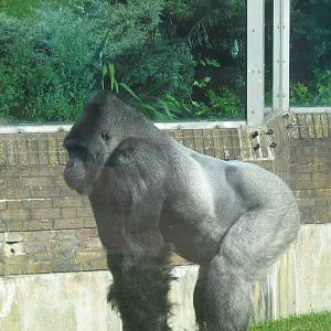 Bukavu The Male Western Lowland Gorilla