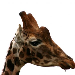 Giraffe; Cotswold Wildlife Park; 20th November 2010