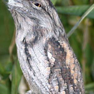 Tawny frogmouth; Cotswold Wildlife Park; 20th November 2010