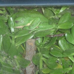 mexican tree frog Los Coyotes Zoo