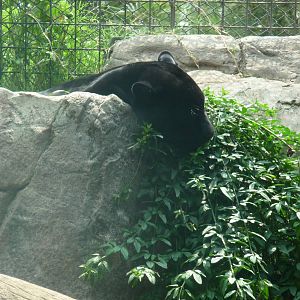 jaguar melanistic san juan de aragon zoo