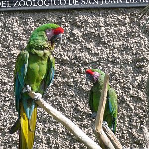 military macaw san juan de aragon zoo