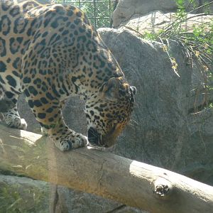 jaguar san juan de aragon zoo