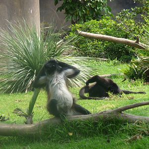 mexican spider monkey san juan de aragon zoo
