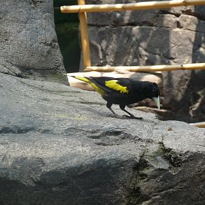 cacique bird san juan de aragon zoo