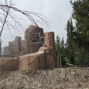 desert bighorn san juan de aragon zoo