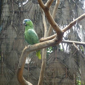 loro cabeza azul blue crowned amazon san juan de aragon zoo