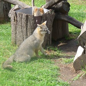 grey fox san juan de aragon zoo