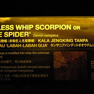 Naracoorte Cave - Signage