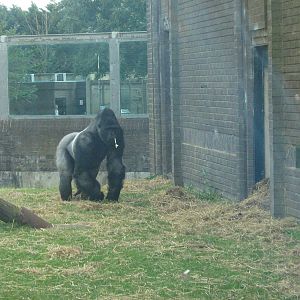 Bukavu The Male Western Lowland Gorilla.