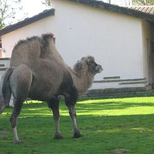 Bactrian Camel Female.