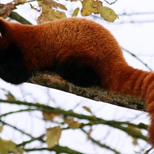 Red panda; Cotswold Wildlife Park; 20th November 2010