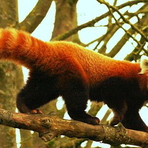 Red panda; Cotswold Wildlife Park; 20th November 2010