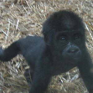 Mesie The Female Baby Western Lowland Gorilla.