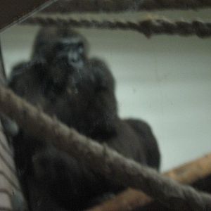 Kena The Female Western Lowland Gorilla