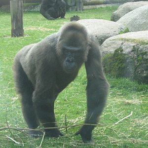 Kena The Female Western Lowland Gorilla