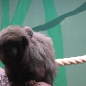 Red Titi Monkey Mother And Baby.
