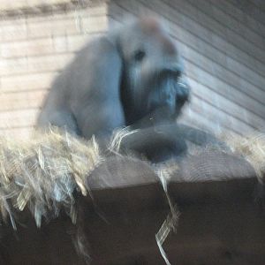 Njema Female Western Lowland Gorilla.