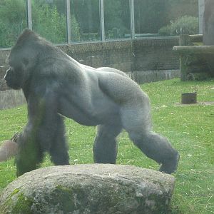 Bukavu The Male Western Lowland Gorilla