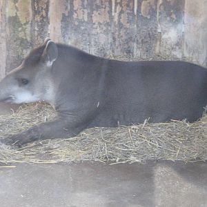 Brazilian Tapir.