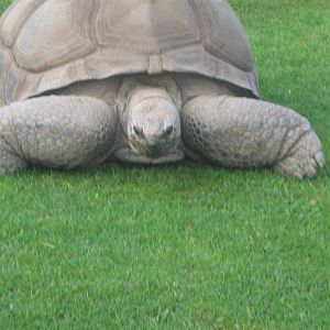Darwin The Rare Seychelles Tortoise.